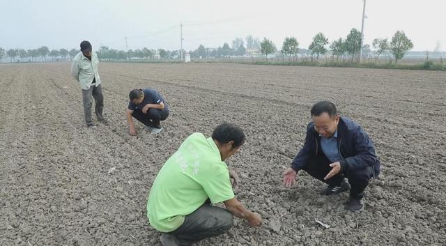 河南郸城：趁墒播种抢农时种足种好冬小麦(图5)